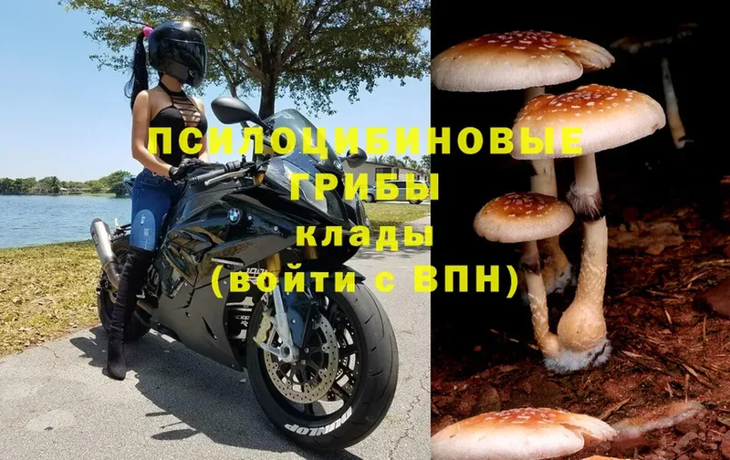 Галлюциногенные грибы Cubensis  мориарти официальный сайт  Змеиногорск 